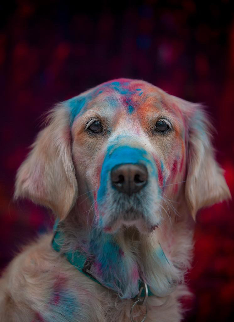 , Colourful Canine Capers