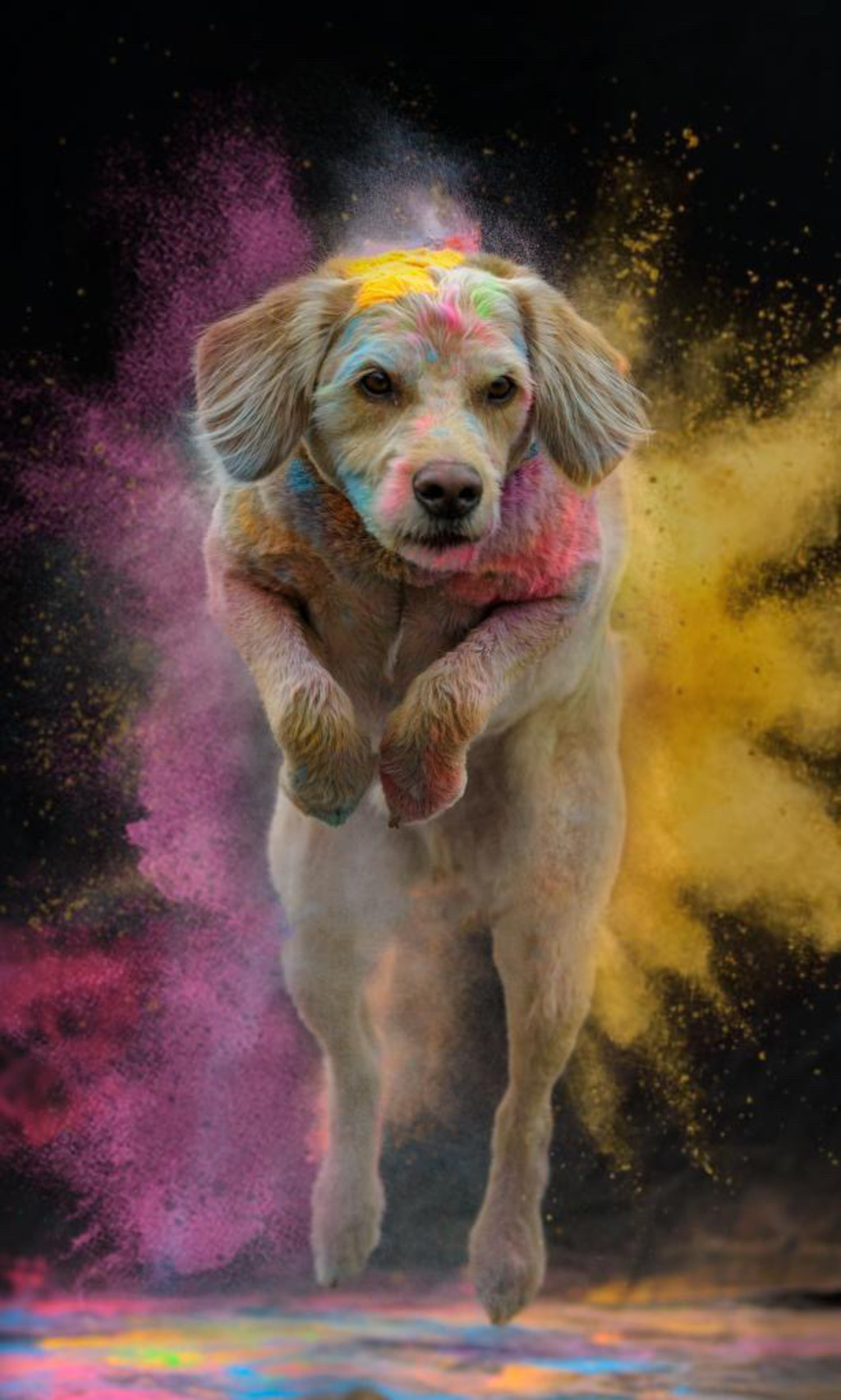 , Festive Colours &#8211; Buy bulk non toxic holi colour powder