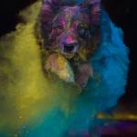 , Colourful Canine Capers